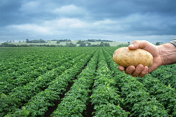 Potatisfält, hand med en fin potatis